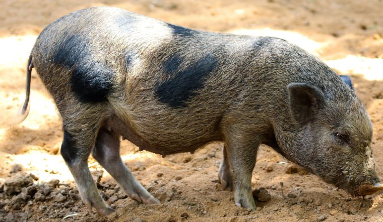 Giá heo hơi hôm nay 16/1/2023: Chững lại ở cả ba miền