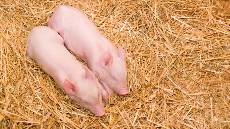 Giá heo hơi hôm nay 16/1 tại miền Bắc