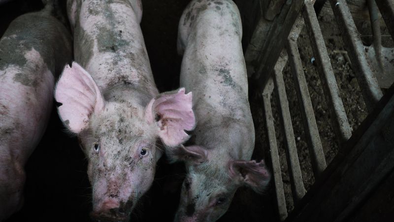 Giá heo hơi hôm nay 16/1 tại miền Trung, Tây Nguyên