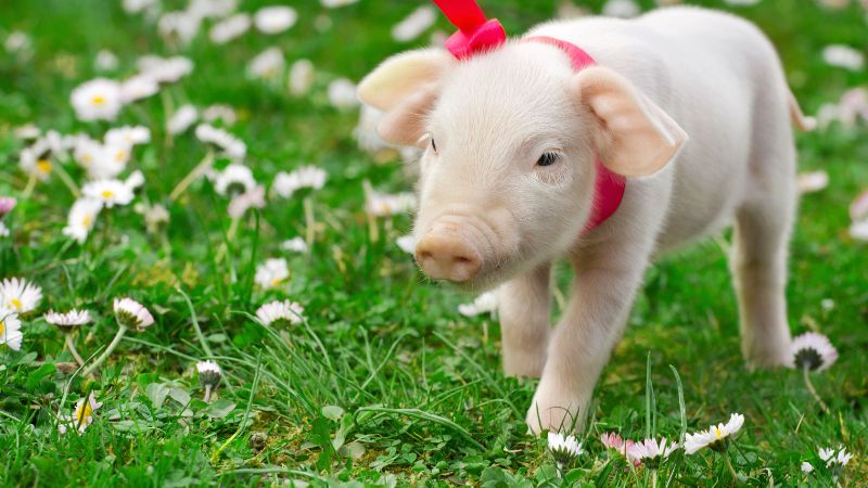 Giá heo hơi hôm nay 16/1 tại miền Nam