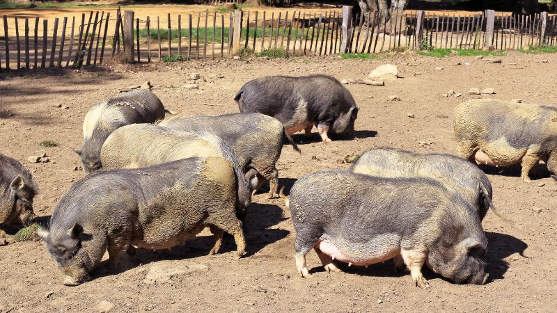 Giá heo hơi hôm nay 17/1 tại miền Trung, Tây Nguyên