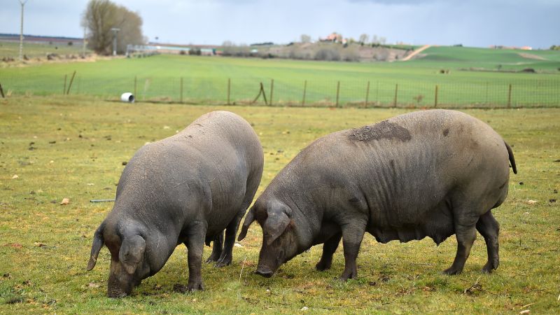 Giá heo hơi hôm nay 17/1 tại miền Nam