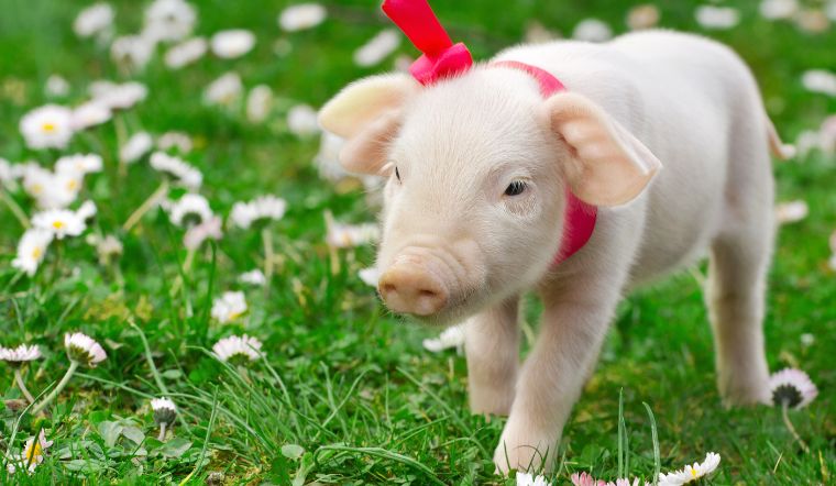 Giá heo hơi hôm nay 17/1/2023: Tăng - giảm trái chiều ở một số tỉnh thành