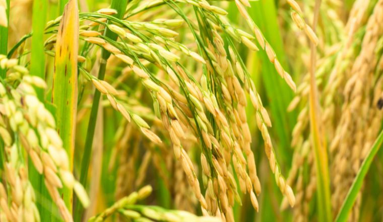 Giá lúa gạo hôm nay 17/1/2023: Tăng giá ở vài giống lúa