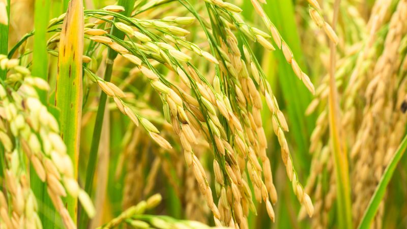 Giá lúa hôm nay 17/1