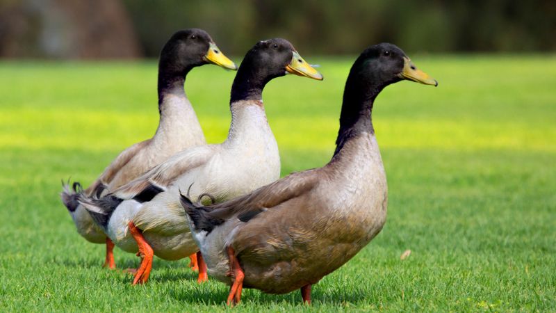 Bảng giá vịt hôm nay 17/01 Bảng giá vịt hôm nay 17/01