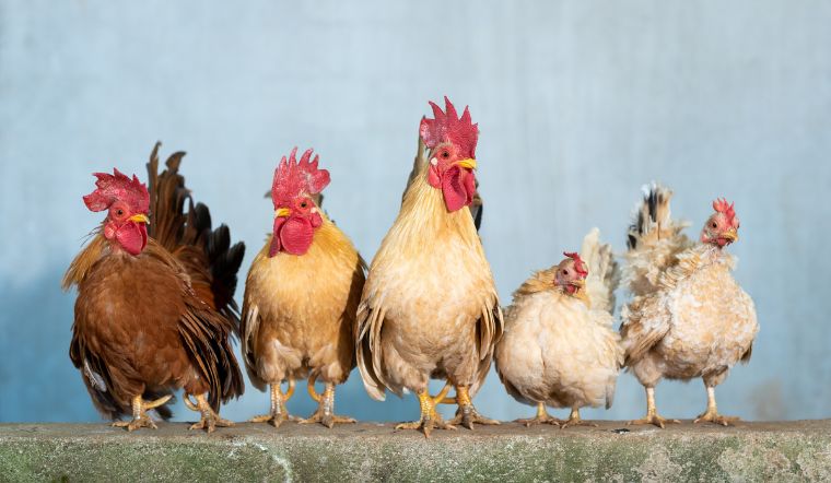 Giá gia cầm hôm nay 17/01/2023: Duy trì ở mức ổn định