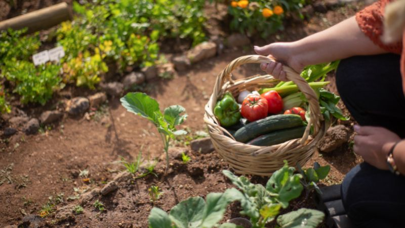 Những lợi ích sức khỏe khi làm vườn