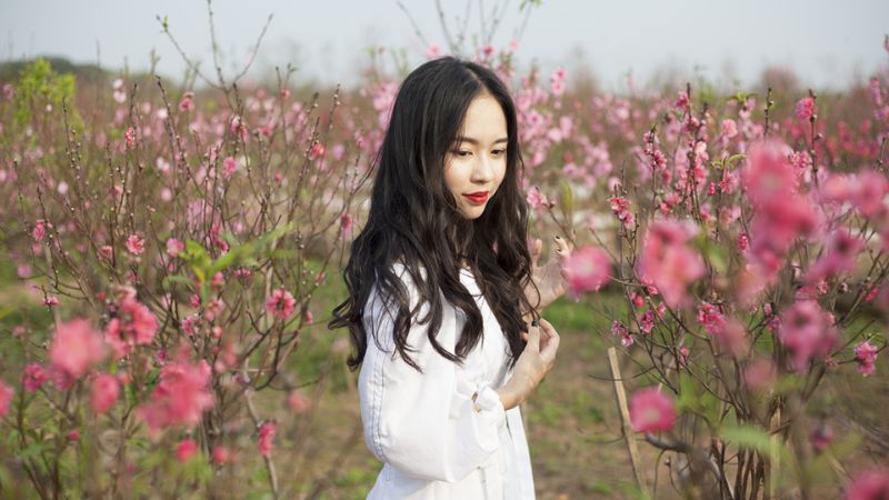 Vườn đào nở rộ
