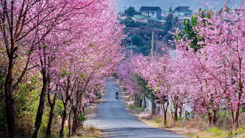 Dốc Hoa Đào Đa Quý (Lâm Đồng)