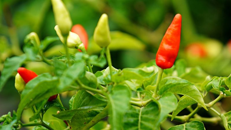 Giá ớt hôm nay 17/01/2023 mới nhất