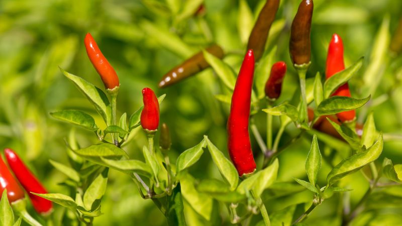 Giá ớt hôm nay 17/01/2023 mới nhất