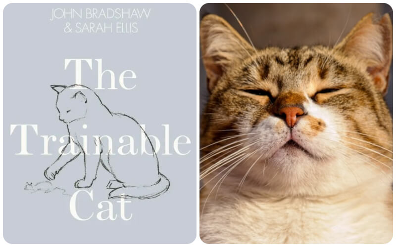 The Trainable Cat được đánh giá cao bởi những người đọc có sở thích yêu mèo