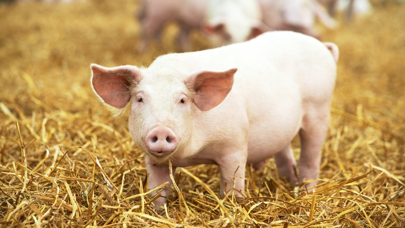 Giá heo hơi hôm nay 18/1 tại miền Trung, Tây Nguyên Giá heo hơi hôm nay 18/1 tại miền Trung, Tây Nguyên