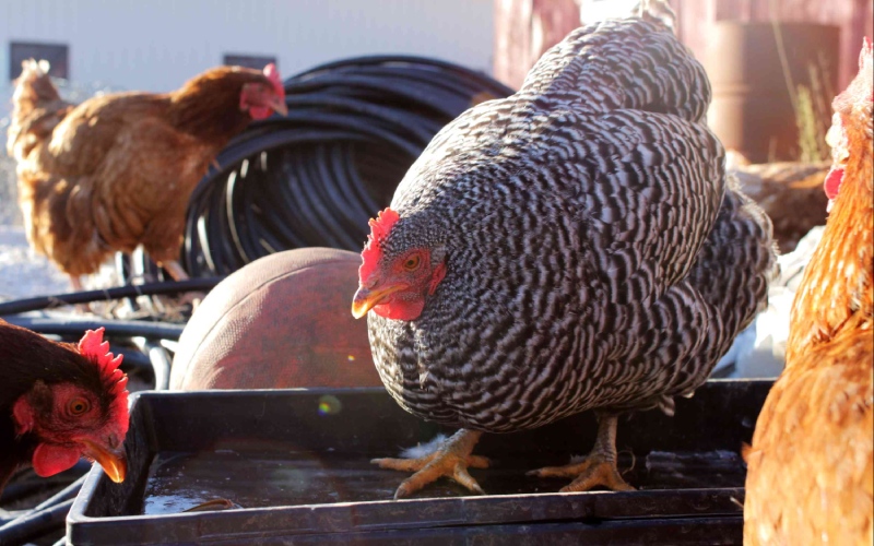 Giá gà hôm nay 18/01 Giá gà hôm nay 18/01