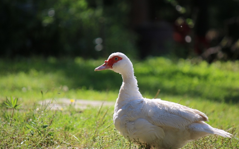 Giá vịt hôm nay 18/01 Giá vịt hôm nay 18/01