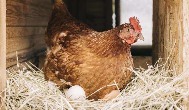 Giá gia cầm hôm nay 18/01/2023: Thị trường không biến động