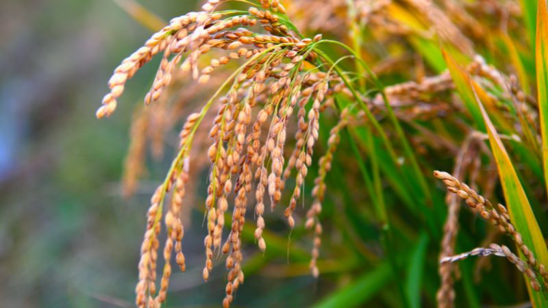 Giá lúa hôm nay 18/1