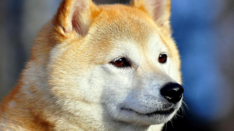 Chó Akita: Nguồn gốc, đặc điểm, cách nuôi, giá bán