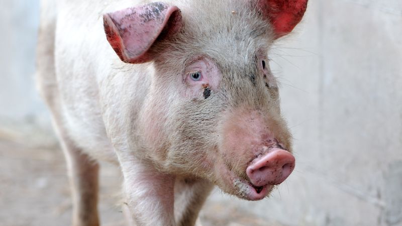 Giá heo hơi hôm nay 19/1 tại miền Trung, Tây Nguyên