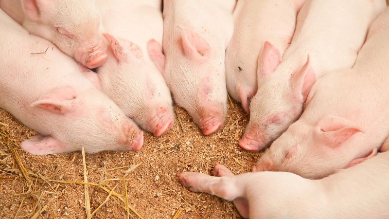 Giá heo hơi hôm nay 19/1 tại miền Nam