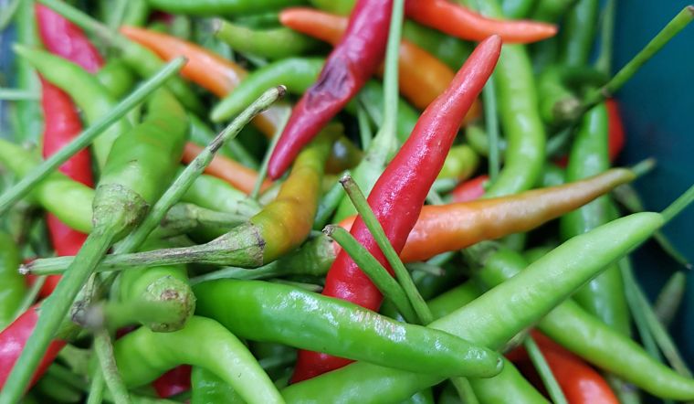 Giá ớt hôm nay 19/01/2023: Cả 3 miền tiếp tục đứng yên