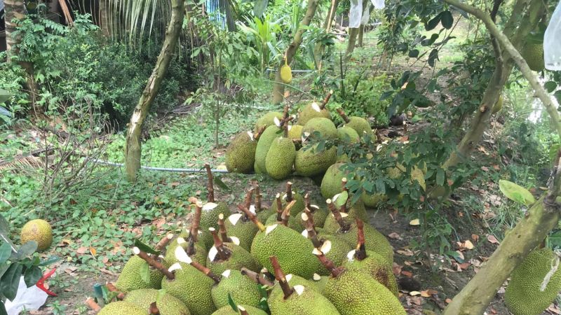 Xử lý mít trước khi xuất khẩu thế nào là chuẩn?