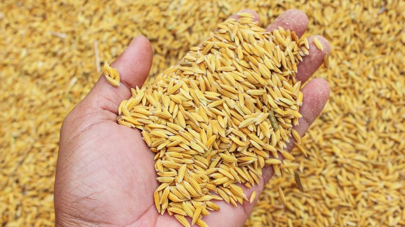 Giá lúa hôm nay 19/1