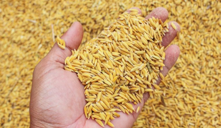 Giá lúa gạo hôm nay 19/1/2023: Tăng giảm trái chiều ở vài giống lúa