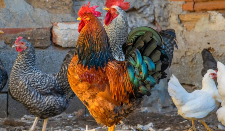 Giá gia cầm hôm nay 19/01/2023: Duy trì đà đi ngang, không thay đổi