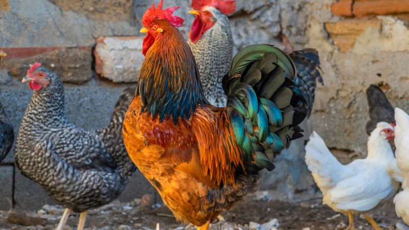 Giá gà hôm nay ngày 19/01