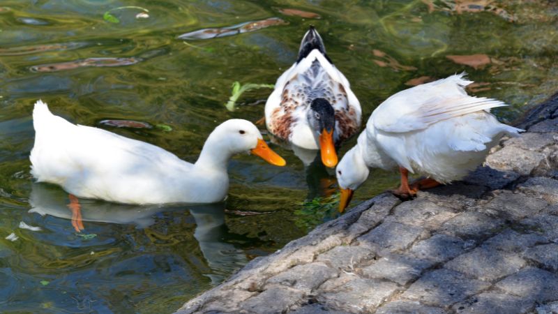 Giá vịt hôm nay ngày 19/01