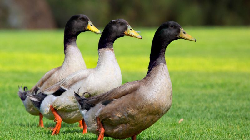 Giá vịt hôm nay ngày 20/01