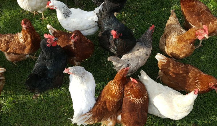 Giá gia cầm hôm nay 20/01/2023: Tiếp tục đi ngang trên cả nước