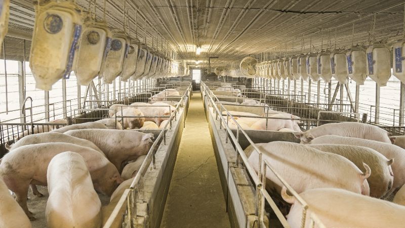 Giá heo hơi hôm nay 20/1 tại miền Trung, Tây Nguyên