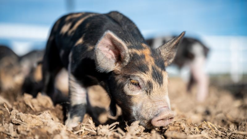 Giá heo hơi hôm nay 20/1 tại miền Nam