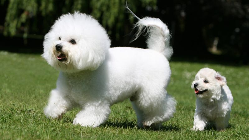 Nguồn gốc chó Bichon, đặc điểm, cách nuôi, giá bán chi tiết