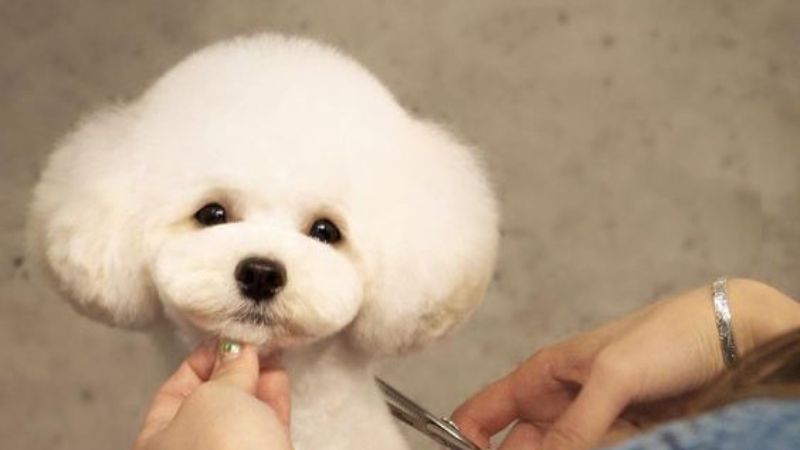 chú chó bichon màu trắng sang chảnh đang được cắt tỉa tóc tai gọn gàng