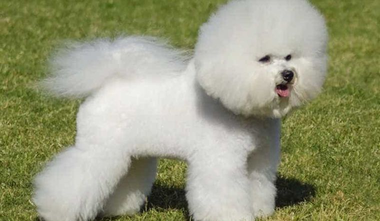 Nguồn gốc chó Bichon, đặc điểm, cách nuôi, giá bán chi tiết