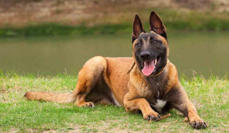 Tìm hiểu về chó Malinois, nguồn gốc, đặc điểm, cách nuôi, giá bán