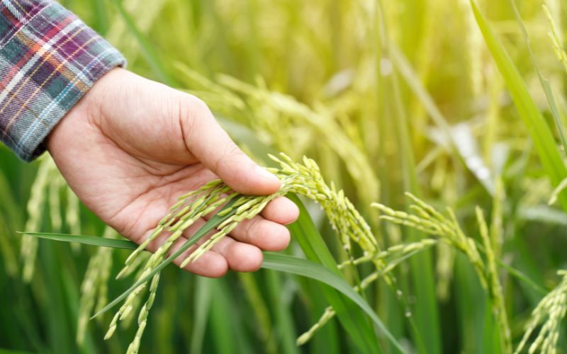 Giá lúa hôm nay 20/1