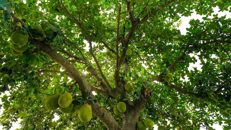 Có nên bón phân thẳng vào bộ rễ cây mít Thái?