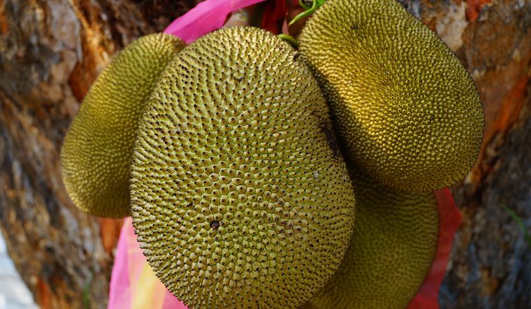 Giá mít Thái hôm nay 20/01/2023: Giá mít bình ổn trên cả nước