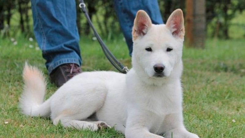 What breed of dog is Jindo? Find out the characteristics, how to raise the selling price