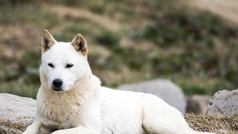 Thức ăn của chó jindo