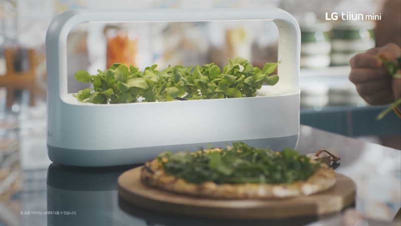 Việc trồng cây trong LG Tiiun Mini sẽ giúp bạn hạn chế được khá nhiều công chăm sóc, sâu bệnh cũng như các ảnh hưởng của môi trường đến cây trồng, việc lắp đặt máy cũng rất đơn giản, không tốn nhiều không gian và thời gian.