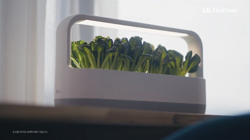 Sử dụng LG Tiiun Mini, bạn có thể dễ dàng quan sát tiến trình phát triển của cây trồng, điều chỉnh nguồn nước, ánh sáng một cách phù hợp với từng loại cây.