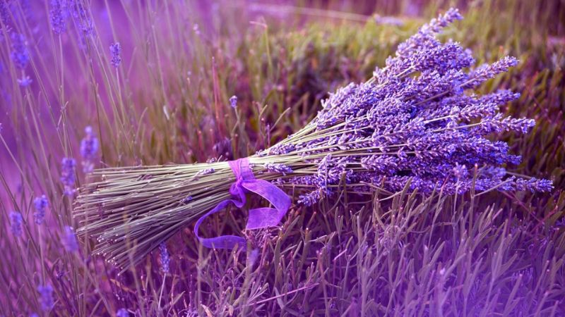 Hoa lavender khô