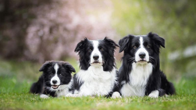 Nguồn gốc của collie biên giới