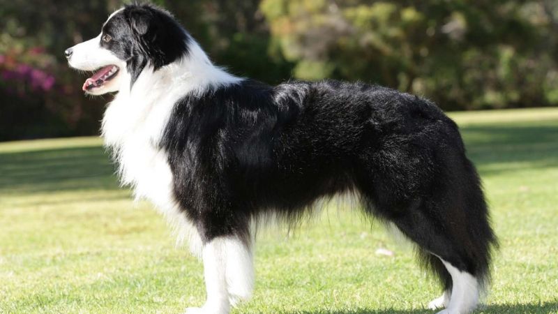 Ngoại hình chó Border Collie